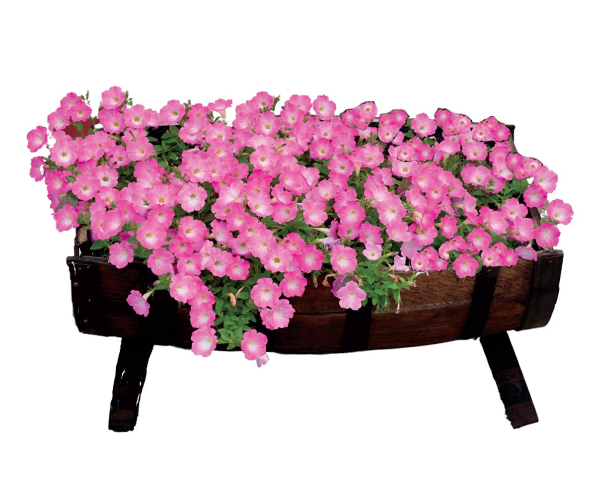 Clover - Amish Handcrafted Half-Whiskey Barrel Planter